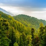 Top 10 Forests in Pakistan