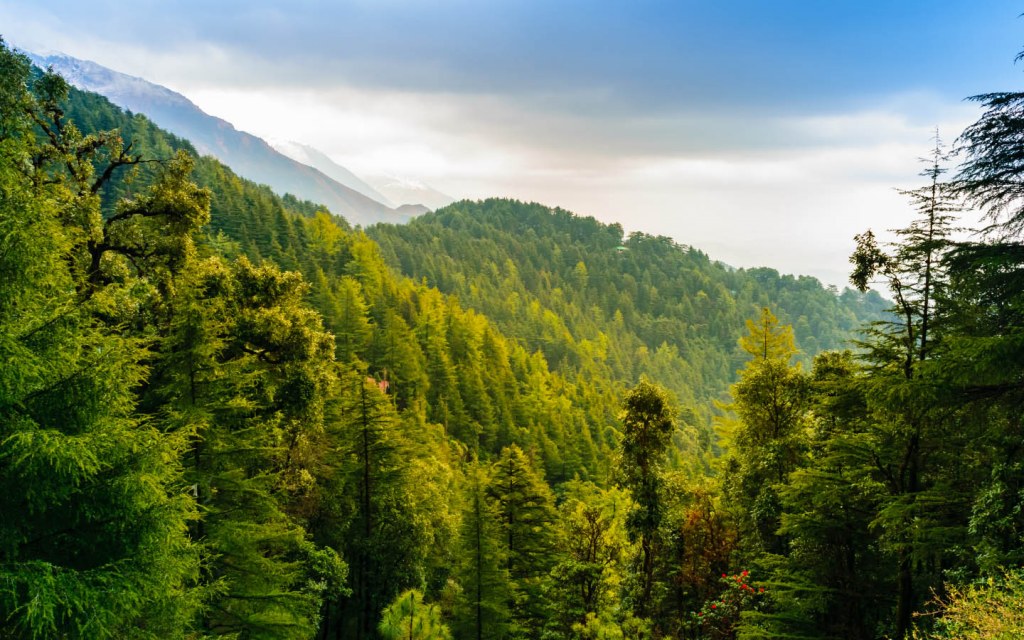 Top 10 Forests in Pakistan